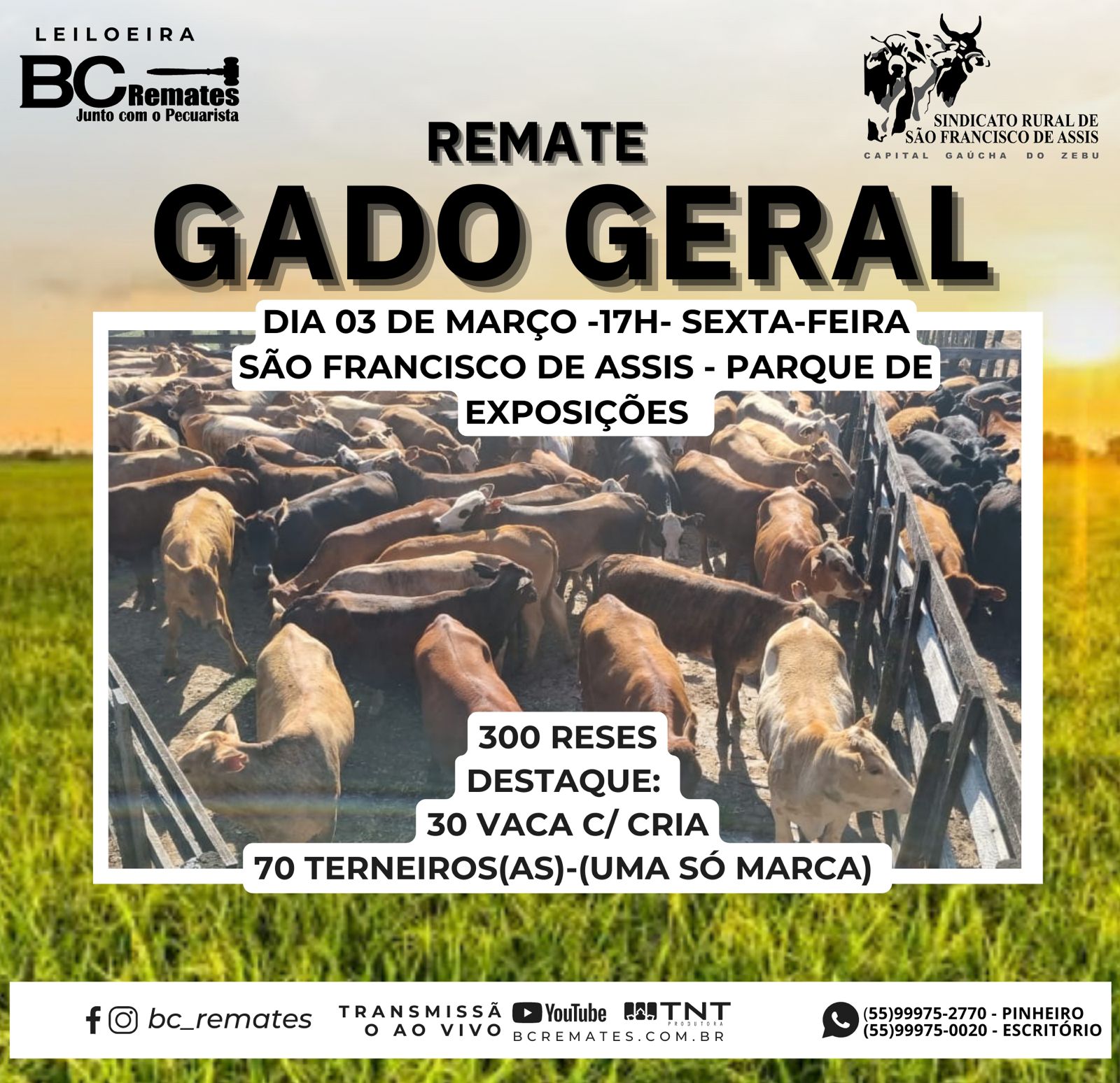 Gado Geral – São Francisco de Assis-RS – Bc Remates